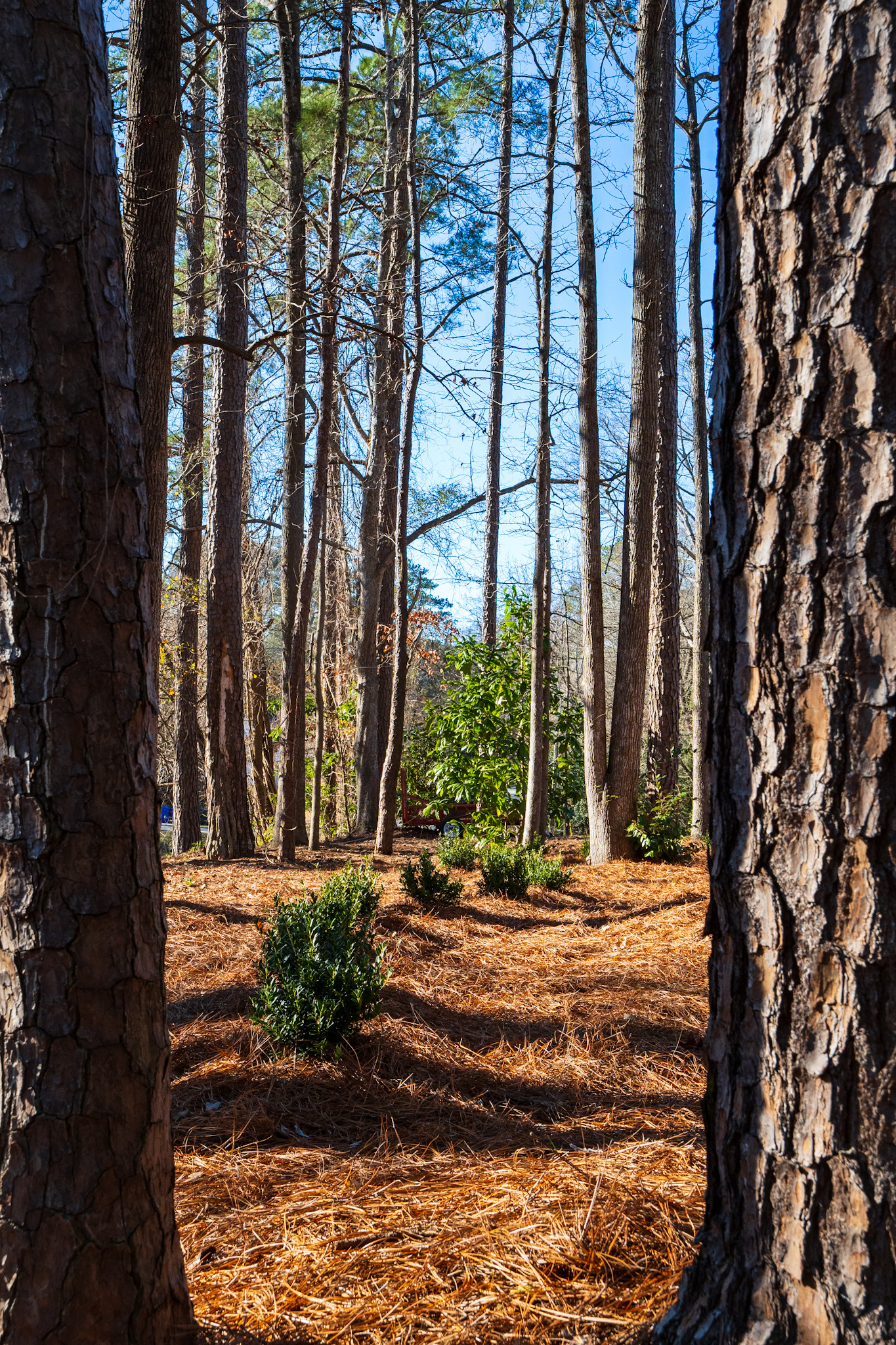 Established planting under pine canopy.