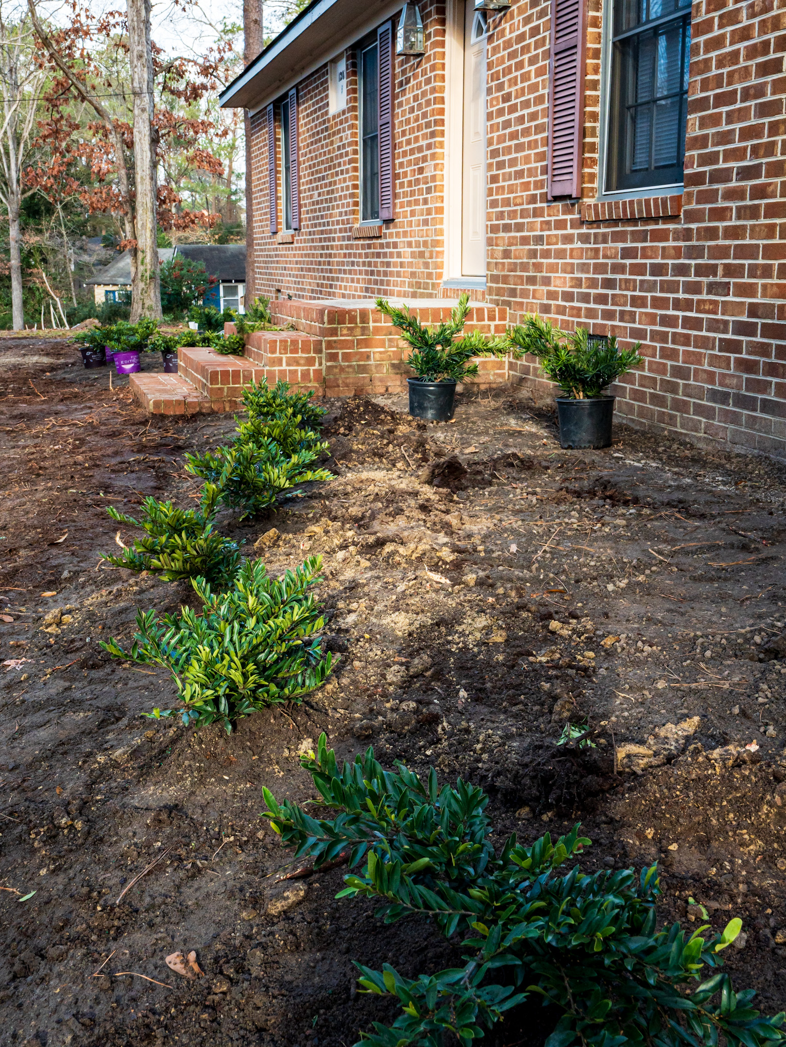 Pine-needle bed against the lawn edge.